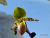 Paphiopedilum pinoccio